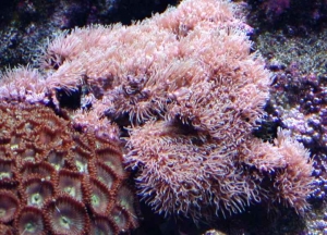 Koralowiec_1