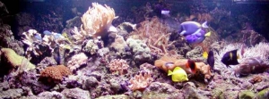 Akwarium morskie 1000 l, stan z kwietnia 2005 r._2